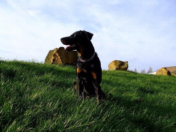 chien DM (4)